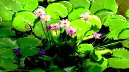 News iSeries – Semaine 45 – 2004